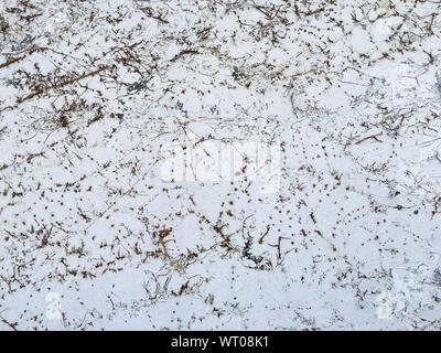 Dry Coatbuttons, Dry Mexican daisy on concrete wall background, Abstract background Stock Photo