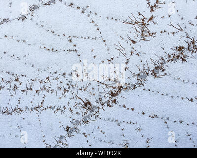 Dry Coatbuttons, Dry Mexican daisy on concrete wall background, Abstract background Stock Photo