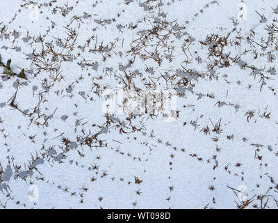 Dry Coatbuttons, Dry Mexican daisy on concrete wall background, Abstract background Stock Photo