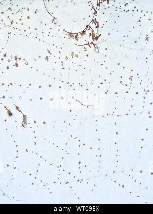 Dry Coatbuttons, Dry Mexican daisy on concrete wall background, Abstract background Stock Photo