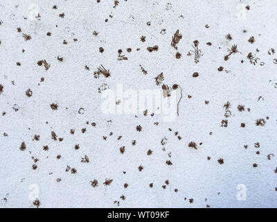 Dry Coatbuttons, Dry Mexican daisy on concrete wall background, Abstract background Stock Photo