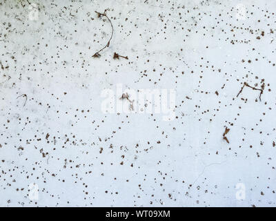 Dry Coatbuttons, Dry Mexican daisy on concrete wall background, Abstract background Stock Photo