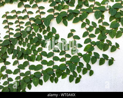 Coatbuttons, Mexican daisy on white concrete wall background , Abstract background Stock Photo