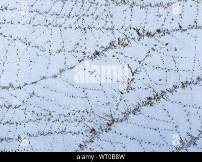 Dry Coatbuttons, Dry Mexican daisy on concrete wall background, Abstract background Stock Photo
