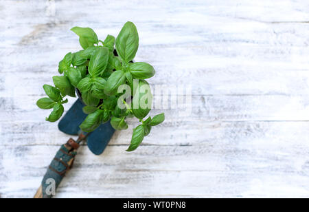 Basil plants and blue shovel on wooden background Stock Photo