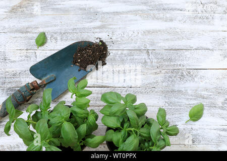 Basil plants and blue shovel on wooden background Stock Photo