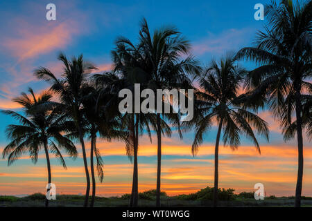 Palm trees on Paradise beach at sunrise in tropical island Stock Photo