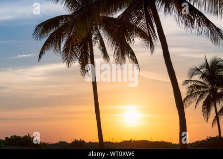 Palm trees on Paradise beach at sunrise in tropical island Stock Photo