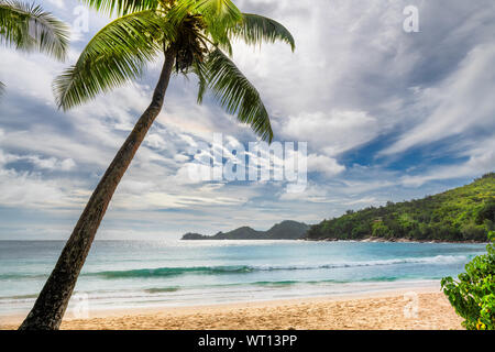 Palm trees on exotic beach at sunset in Paradise island. Stock Photo