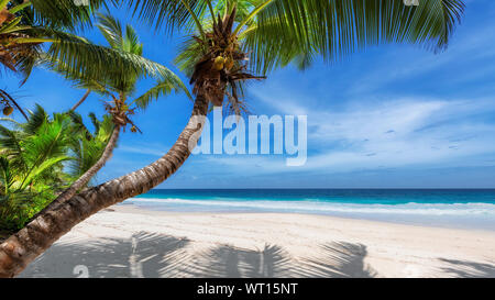 Beautiful sandy beach with palm and tropical sea Stock Photo
