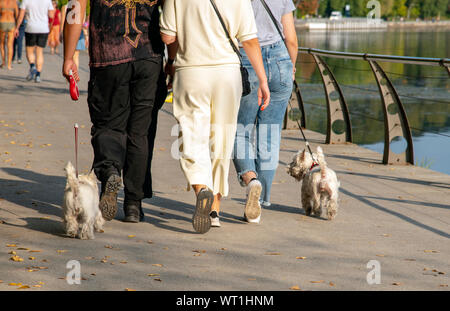 People walk along the waterfront with West highland white Terriers Stock Photo