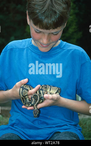 ROYAL PYTHON or Ball Python. (Python regius) captive bred baby held by boy owner, a young herpetologist. (Photographer’s son). Stock Photo