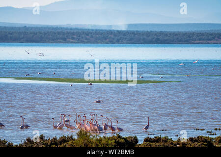 Greater Flamingos, Phoenicopterus roseus in Lagoon Fuente de Piedra, Andalusia, Spain. Some of the most beautiful birds on the planet gather in the La Stock Photo