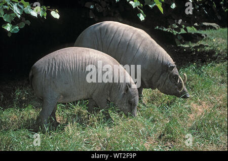 BABIRUSAS  pair feeding (Babyrousa babyrussa).  SEXUALLY DIMORPHIC. Male with the tusks, behind. Native to Celebes Islands Stock Photo