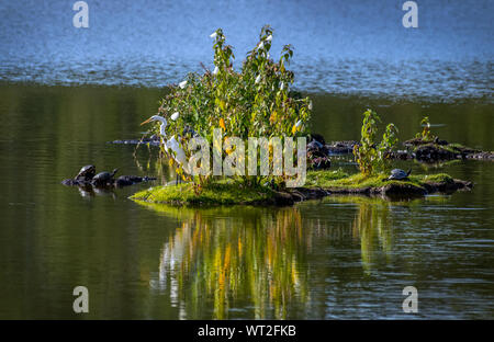 Great White Egret standing on a small island fishing on the Chesapeake Bay surrounded by turtles Stock Photo