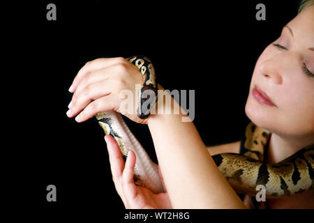 Portrait of girl with Royal Python snake. Woman holds Ball Python snake around neck and in hands, posing in front the camera. Stock Photo