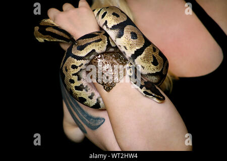 Female hands with Royal Python snake. Woman holds Ball Python snake in hands with jewelry. Exotic tropical cold blooded reptile animal, Python regius. Stock Photo