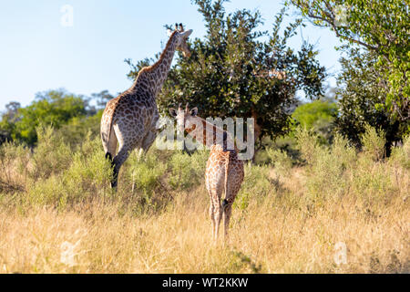adult female giraffe with calf in Moremi game reserve Botswana, wildlife and wilderness photography Stock Photo