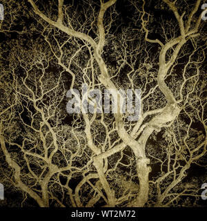 grunge image of dark forest, perfect halloween background Stock Photo