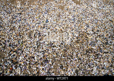 Lots of sea shells on a beach Stock Photo