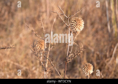 Wild dried thorns and spikes Stock Photo