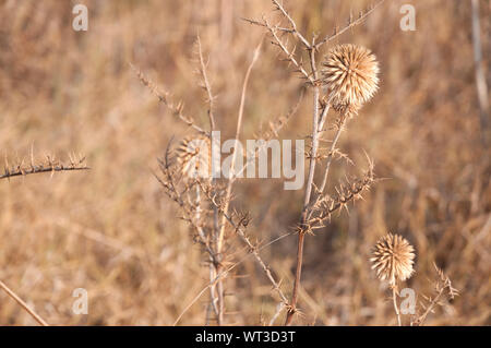 Wild dried thorns and spikes Stock Photo