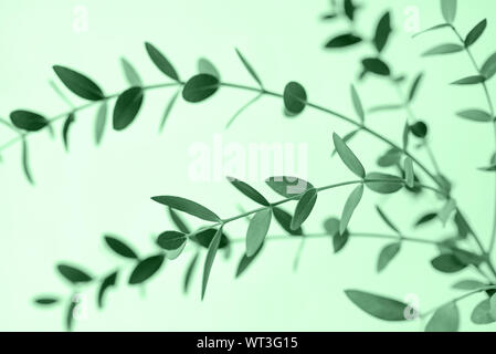 Beautiful green branches on mint background. Stock Photo