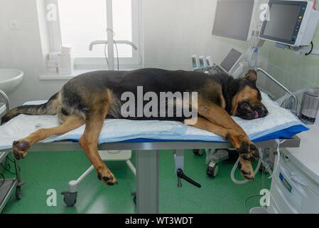 Large dog under anesthesia in veterinarian clinic Stock Photo