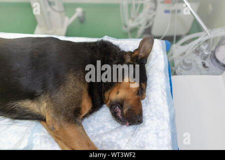 Large dog under anesthesia in veterinarian clinic Stock Photo