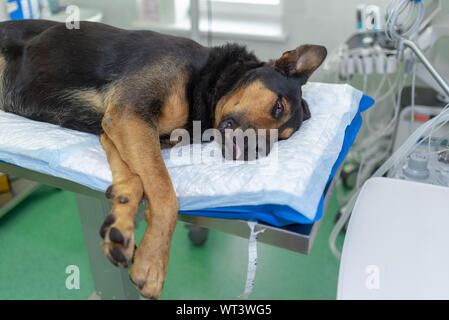 Large dog under anesthesia in veterinarian clinic Stock Photo