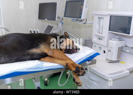 Large dog under anesthesia in veterinarian clinic Stock Photo