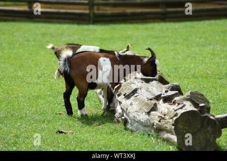 African pygmy goats Stock Photo