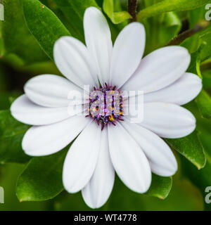 A macro shot of an african daisy bloom. Stock Photo