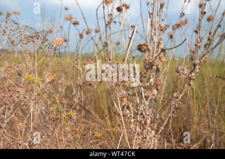 Wild dried thorns and spikes Stock Photo