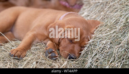Close up of a Fox red labrador pups, around 8 weeks old, in farm shed, sleeping on straw. Cumbria, UK. Stock Photo