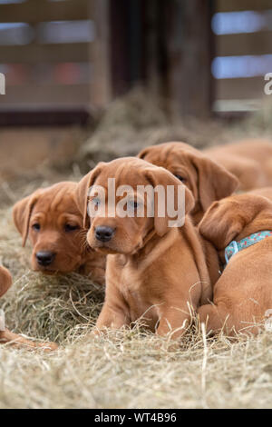 Fox red labrador pups, around 8 weeks old, in farm shed. Cumbria, UK