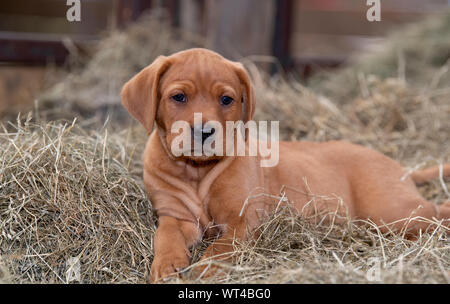 Fox red labrador pups, around 8 weeks old, in farm shed. Cumbria, UK