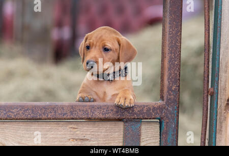 Fox red labrador pups, around 8 weeks old, in farm shed. Cumbria, UK