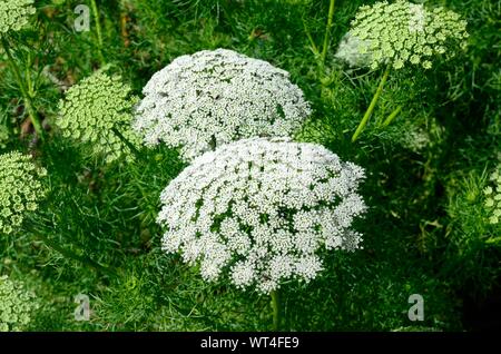 Ammi visnaga white feathery foliage with umbel of white flowers Bishops Weed Stock Photo