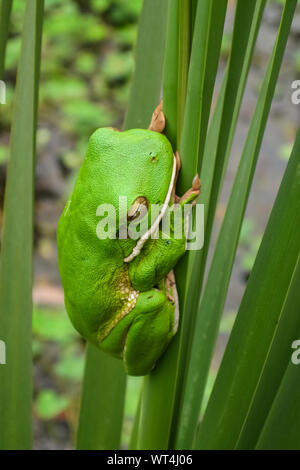 Close up of a White lipped tree frog on palm leaf, Mareeba Wetlands, Queensland, Australia Stock Photo