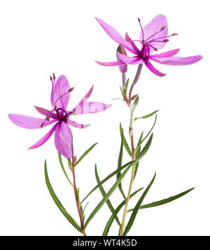 Pink Alpine willowherb flowers isolated on white Stock Photo