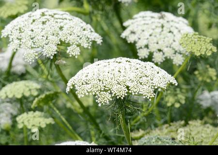 Ammi visnaga white feathery foliage with umbel of white flowers Bishops Weed Stock Photo