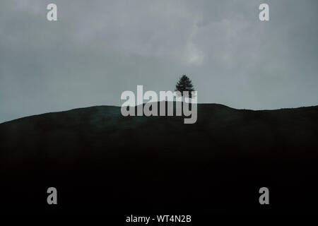 A minimal single lone tree hilltop landscape horizon with cloud - last tree standing Stock Photo