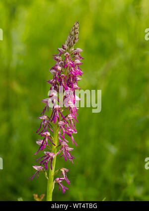Wild hybrid orchid of Military orchid and Man orchid, militaris x spuria, Belgium. Stock Photo