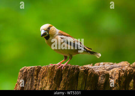 Closeup of a hawfinch female, Coccothraustes coccothraustes, bird perched on wood. Selective focus, natural daylight Stock Photo