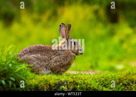 Closeup of a wild rabbit Oryctolagus cuniculus on the watch hiding in grass in a forest Stock Photo