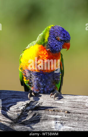 Close up of a colorful Rainbow lorikeet in the wild, Queensland, Australia Stock Photo