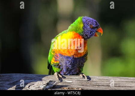 Close up of a colorful Rainbow lorikeet in the wild, Queensland, Australia Stock Photo