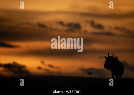 Blue wildebeest stands in silhouette at sunset Stock Photo