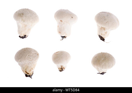 Forest wild mushroom Lycoperdon on white background. Studio Photo Stock Photo